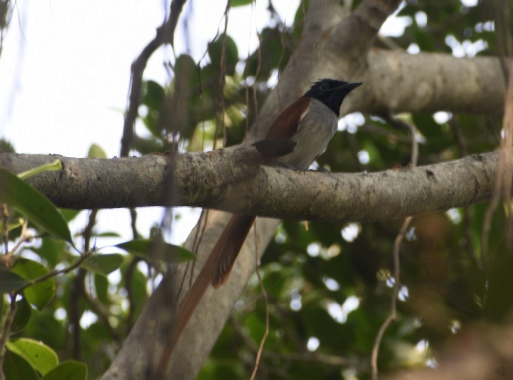 Indian Paradise-Flycatcher - ML610391757