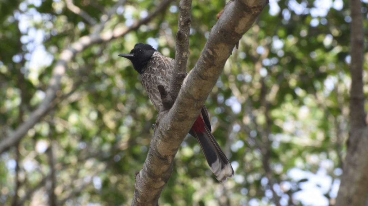 Red-vented Bulbul - ML610391762