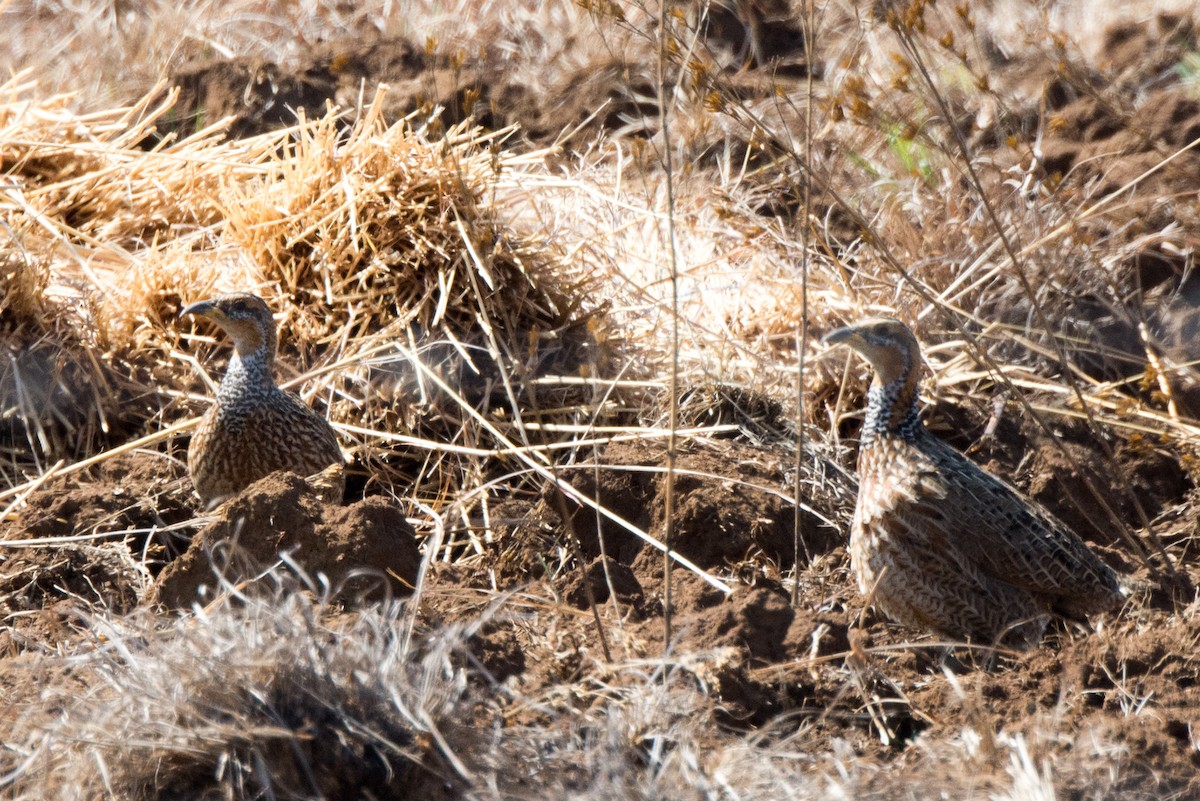 Francolin de Levaillant - ML610391768