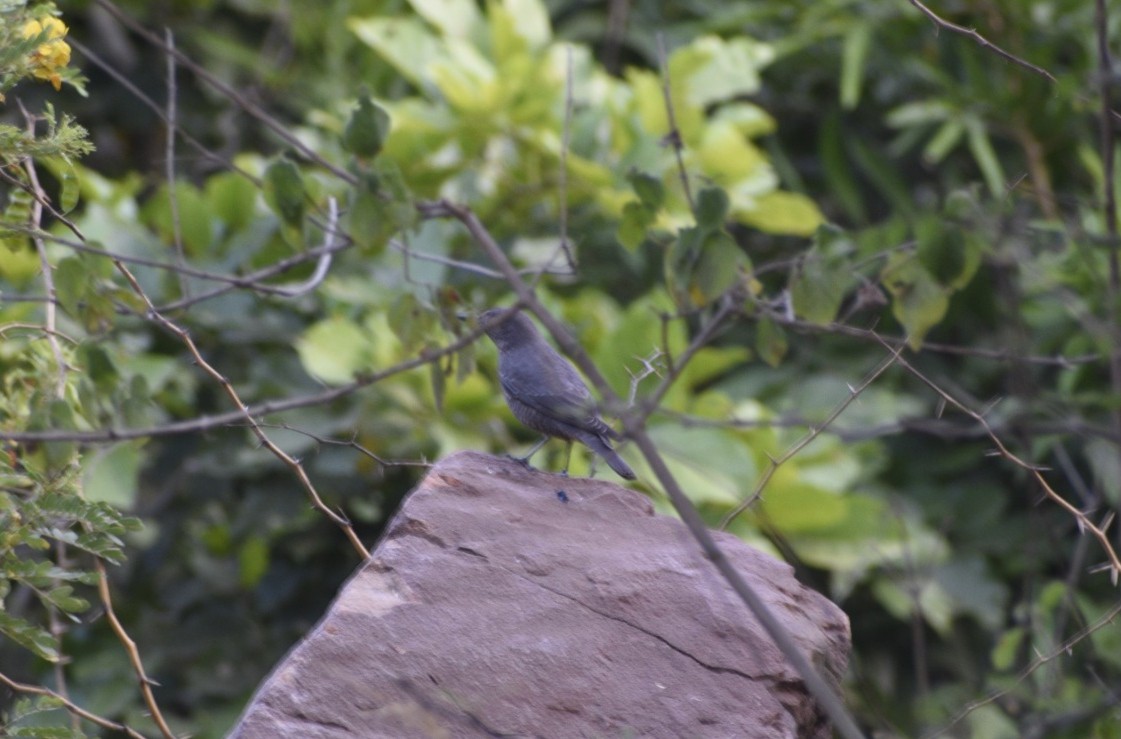 Blue Rock-Thrush - ML610391824