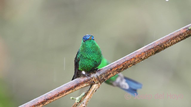 kolibřík indigovohlavý - ML610391851