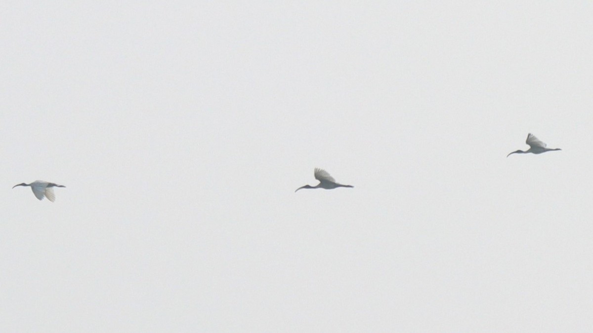 ibis černohlavý - ML610392066