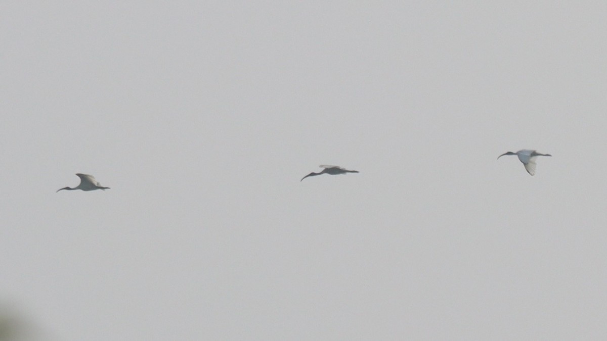 ibis černohlavý - ML610392067
