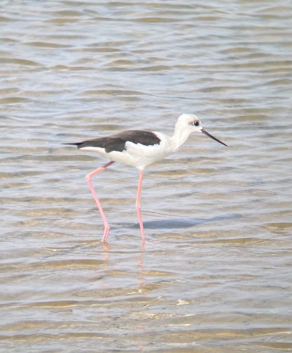 Pied Stilt - ML610392154