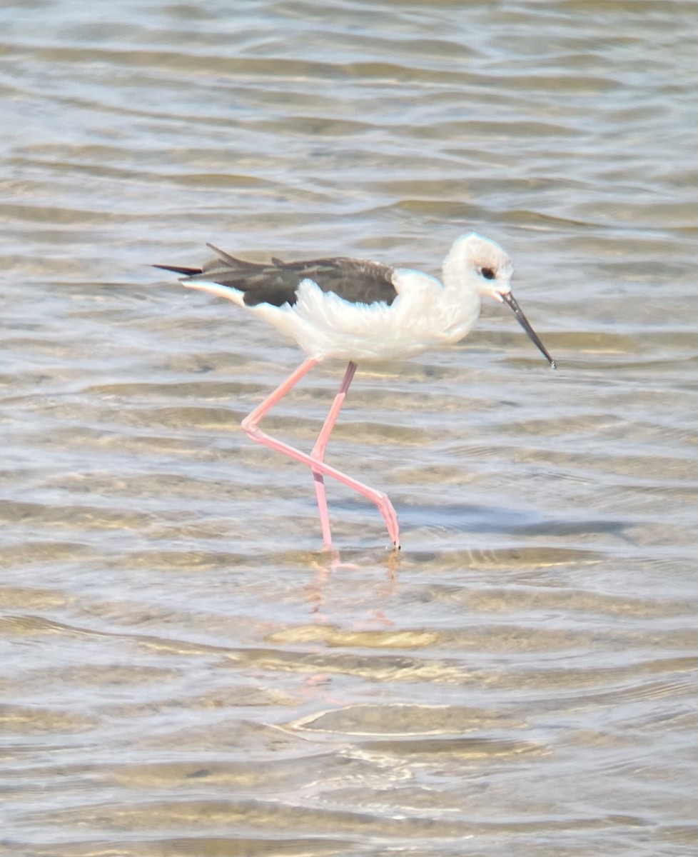 Pied Stilt - ML610392156