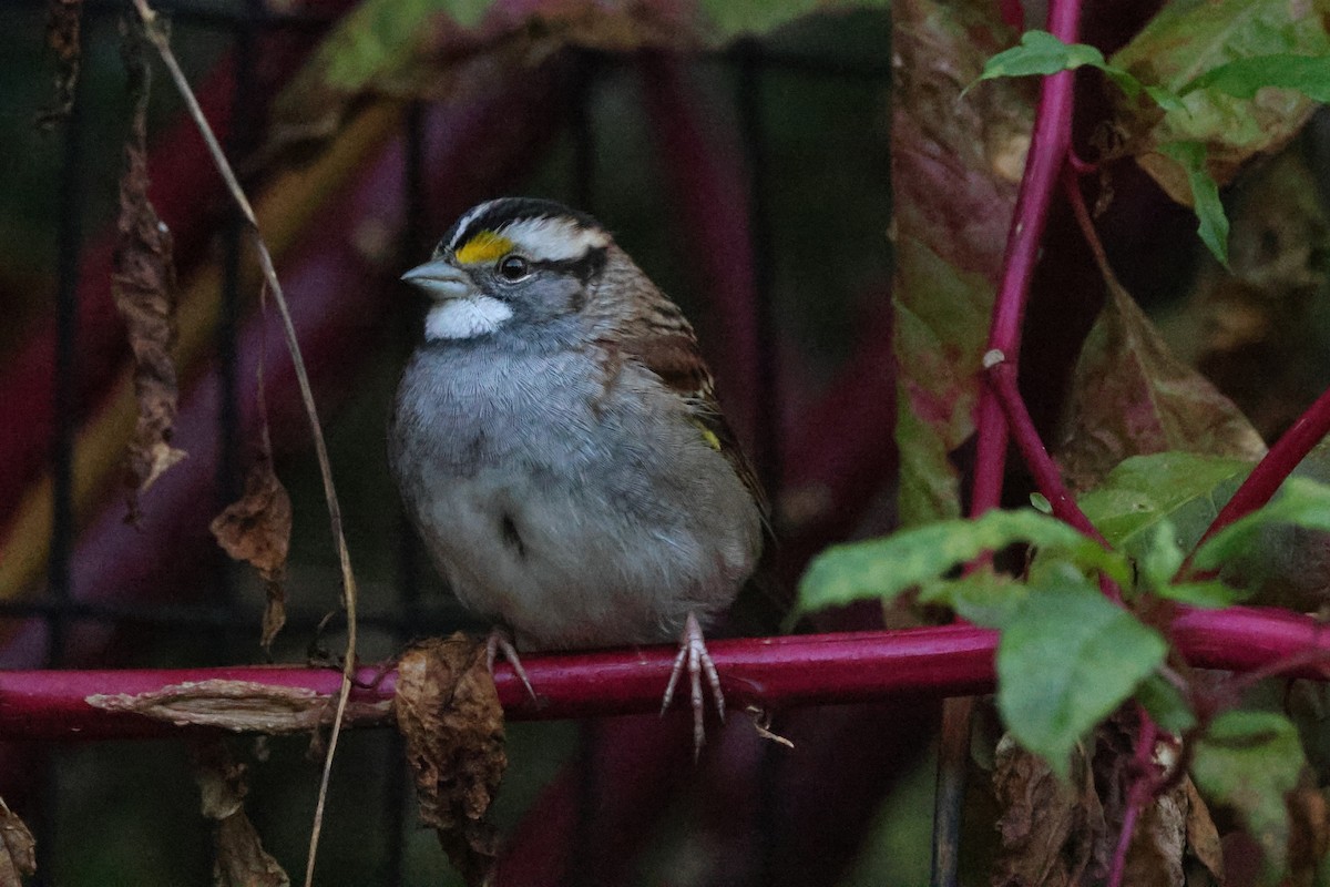 White-throated Sparrow - ML610392170