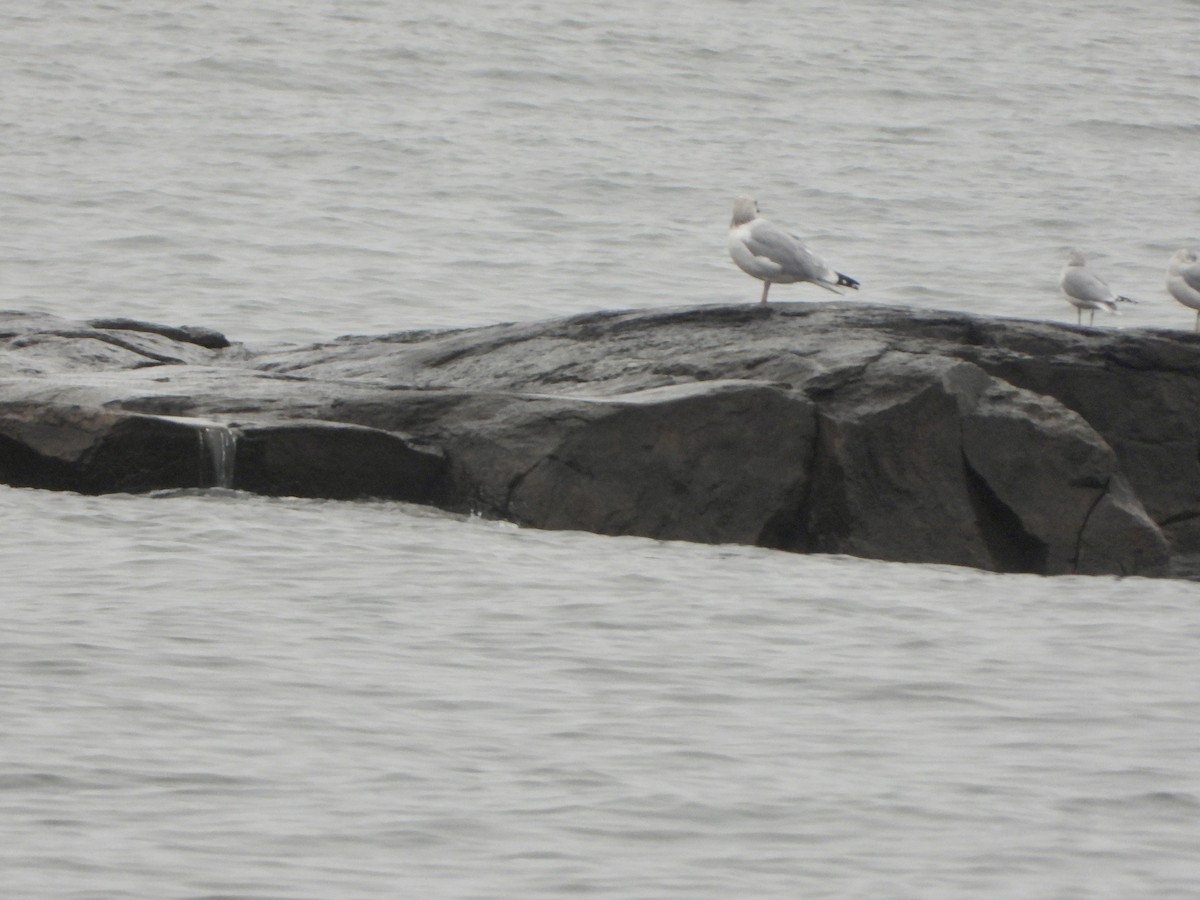 Herring Gull - ML610392212