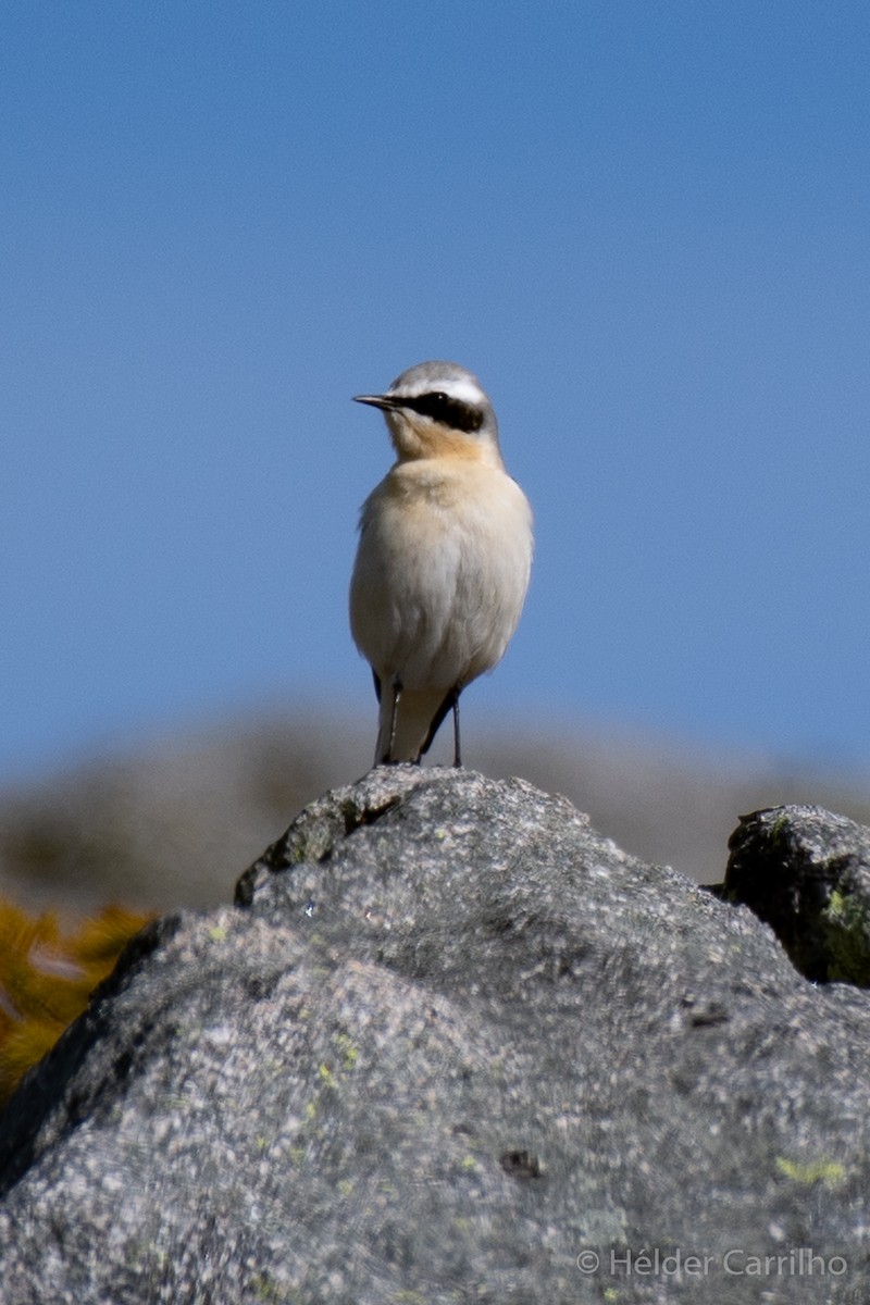 Northern Wheatear - ML610392217