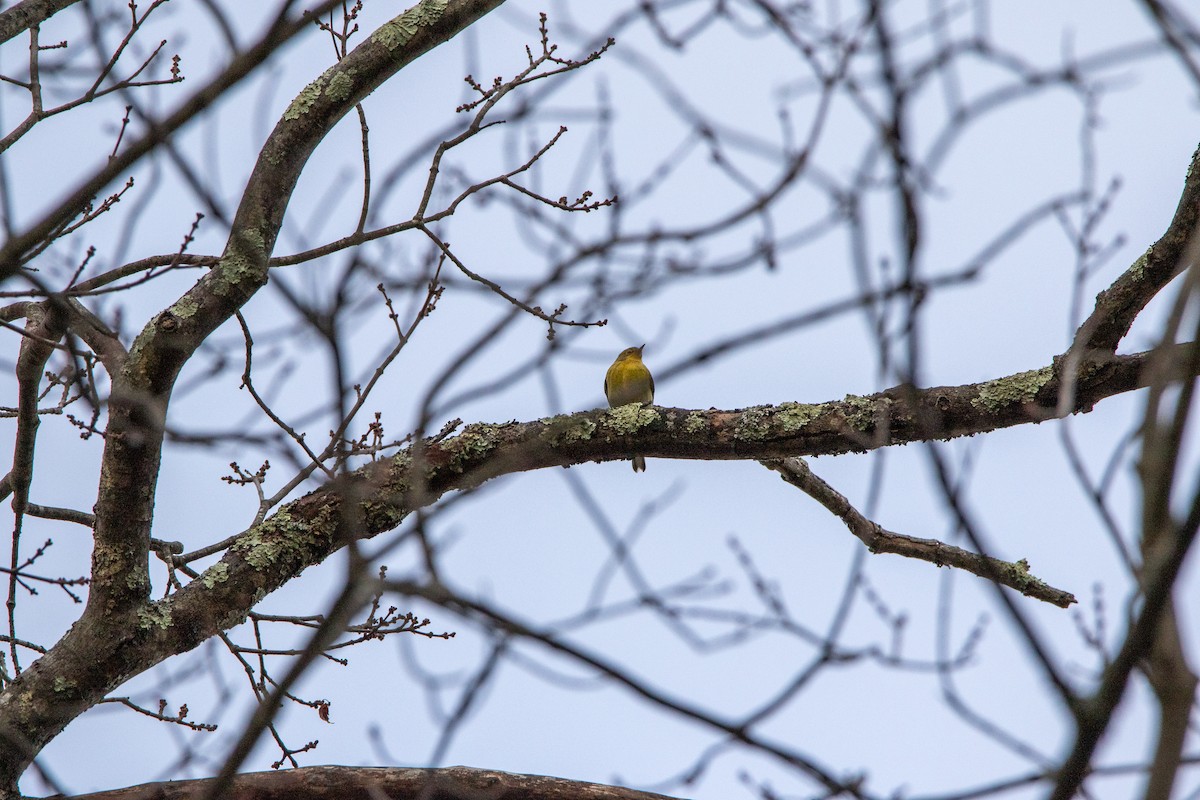 Pine Warbler - ML610392263