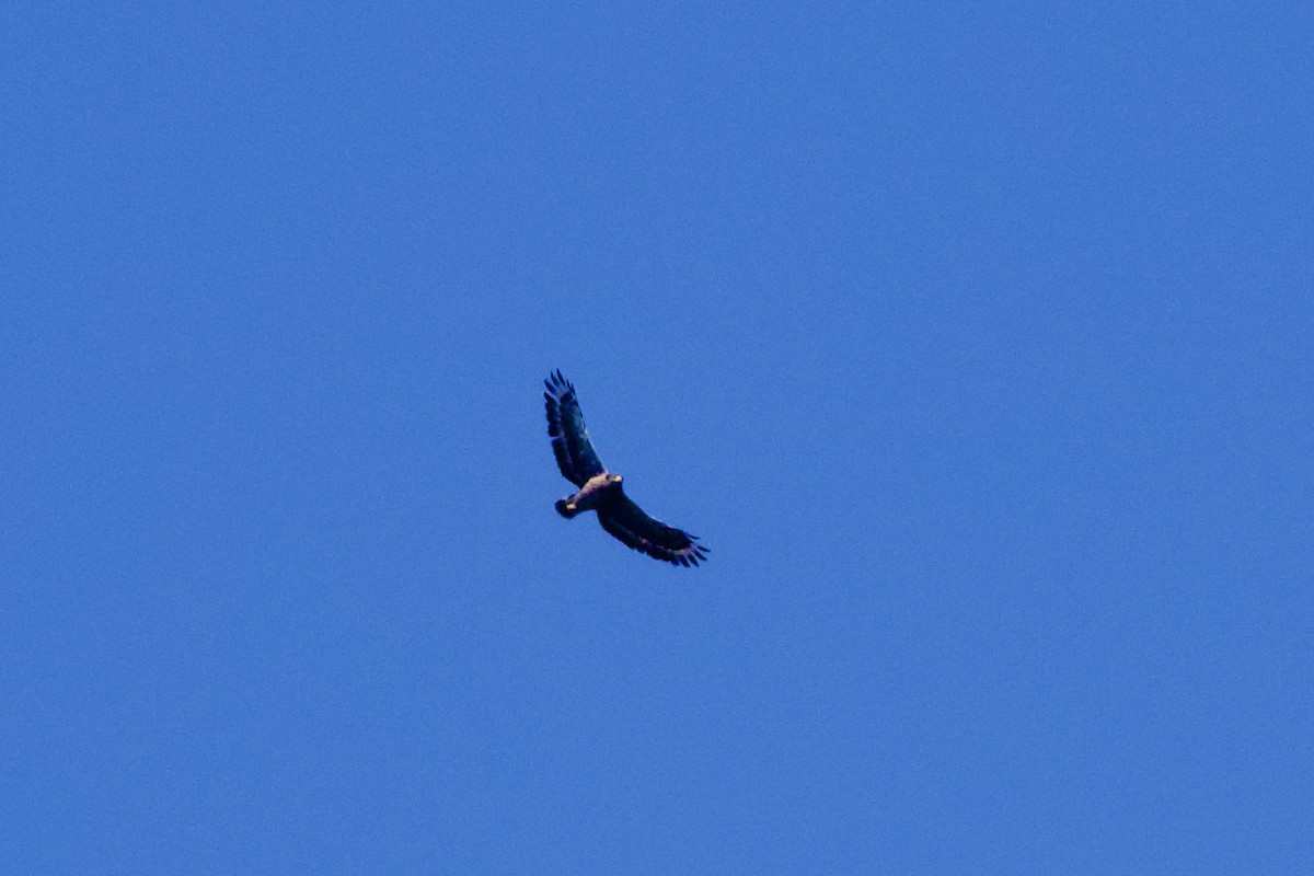 Crested Serpent-Eagle - ML610392300