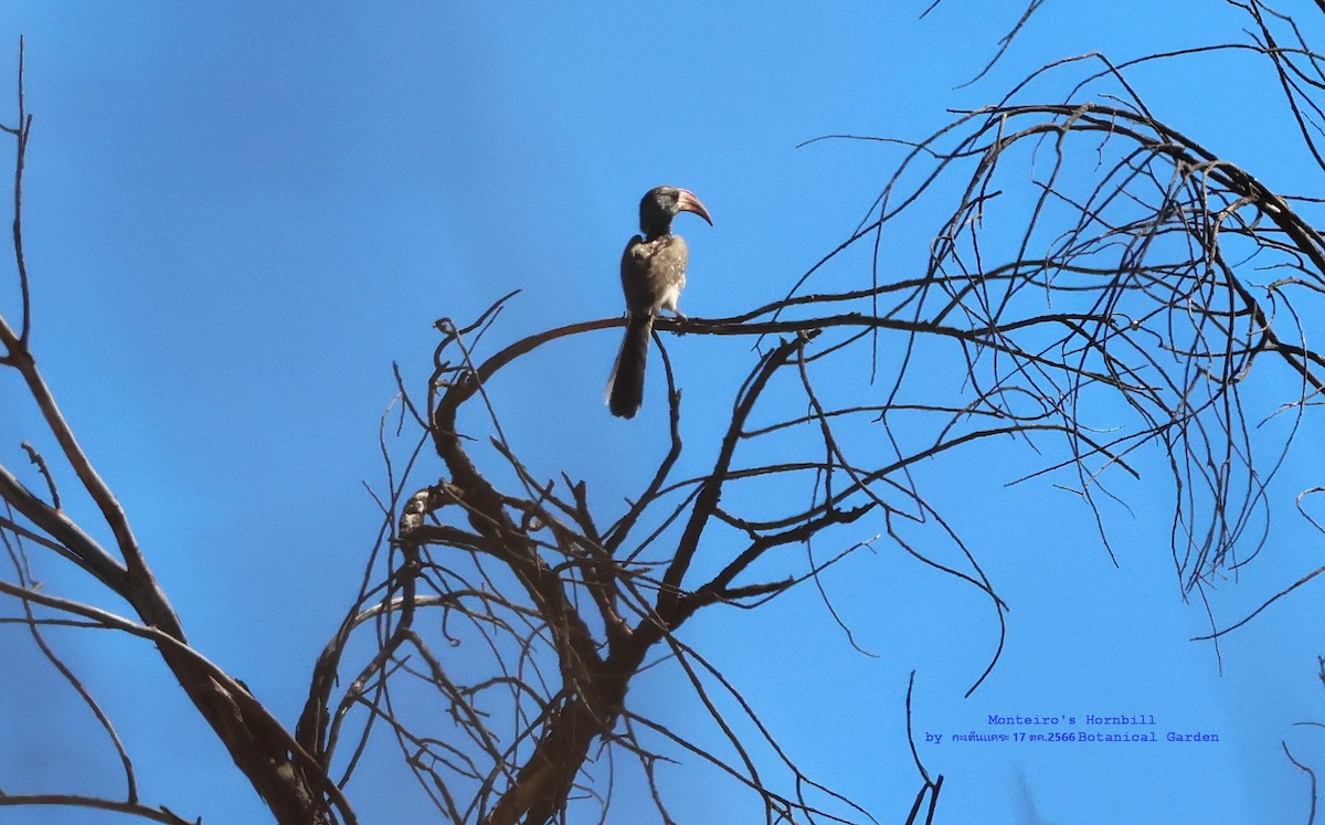 Monteiro's Hornbill - ML610392319