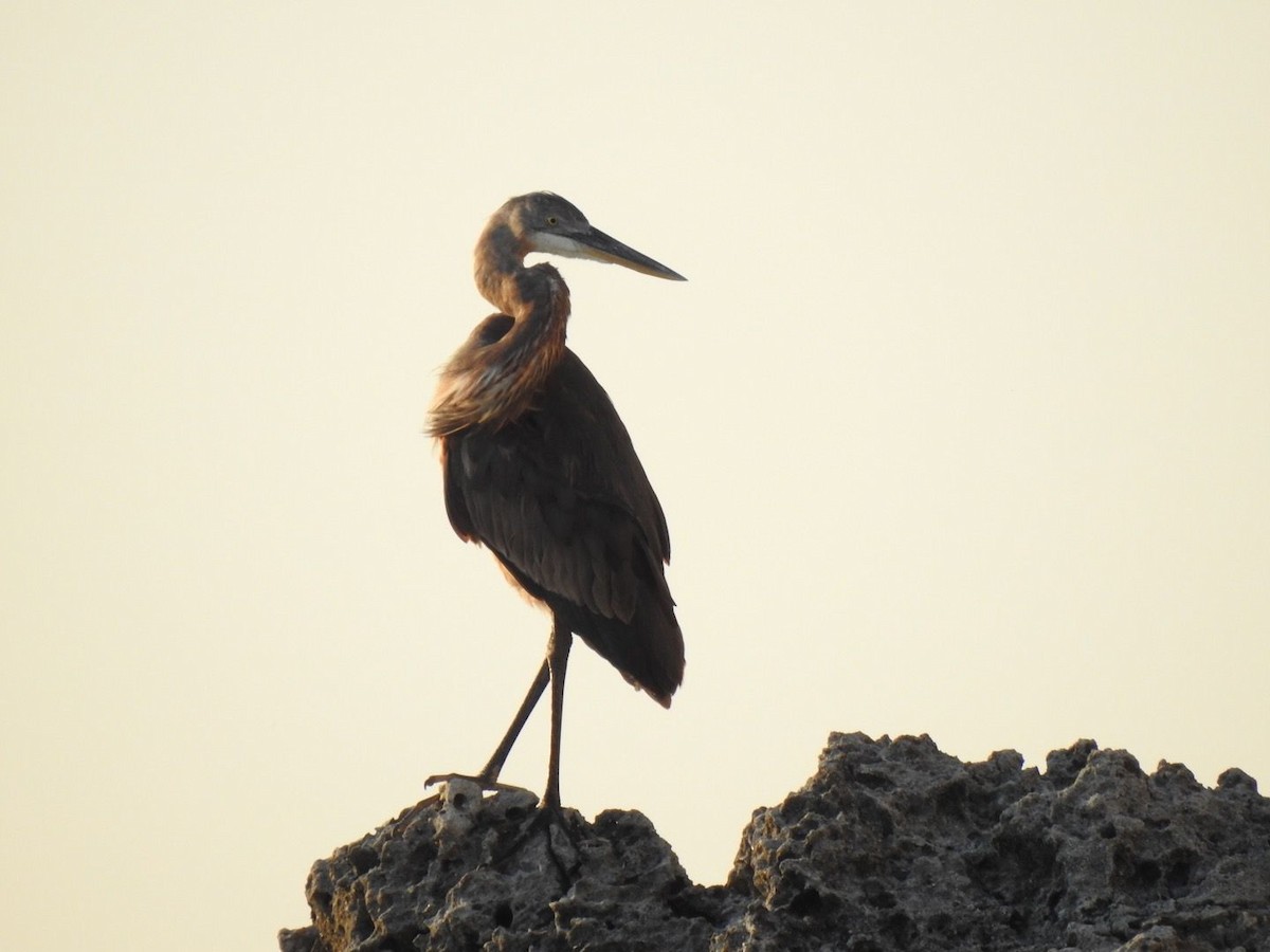 Great Blue Heron - ML610392374