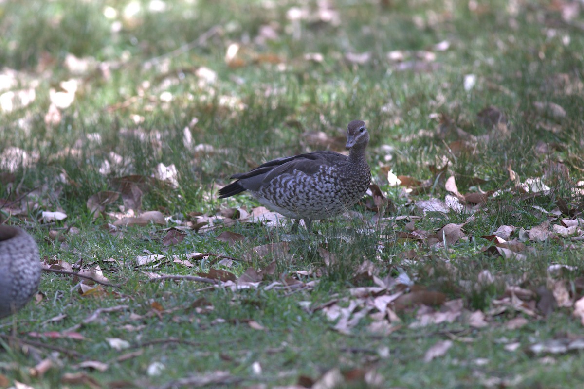 Maned Duck - ML610392429