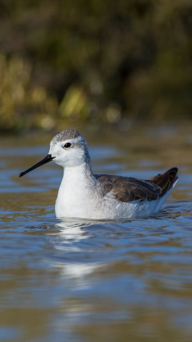 Wilson's Phalarope - ML610392435