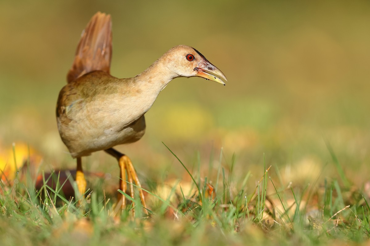 Purple Gallinule - Sam Zhang