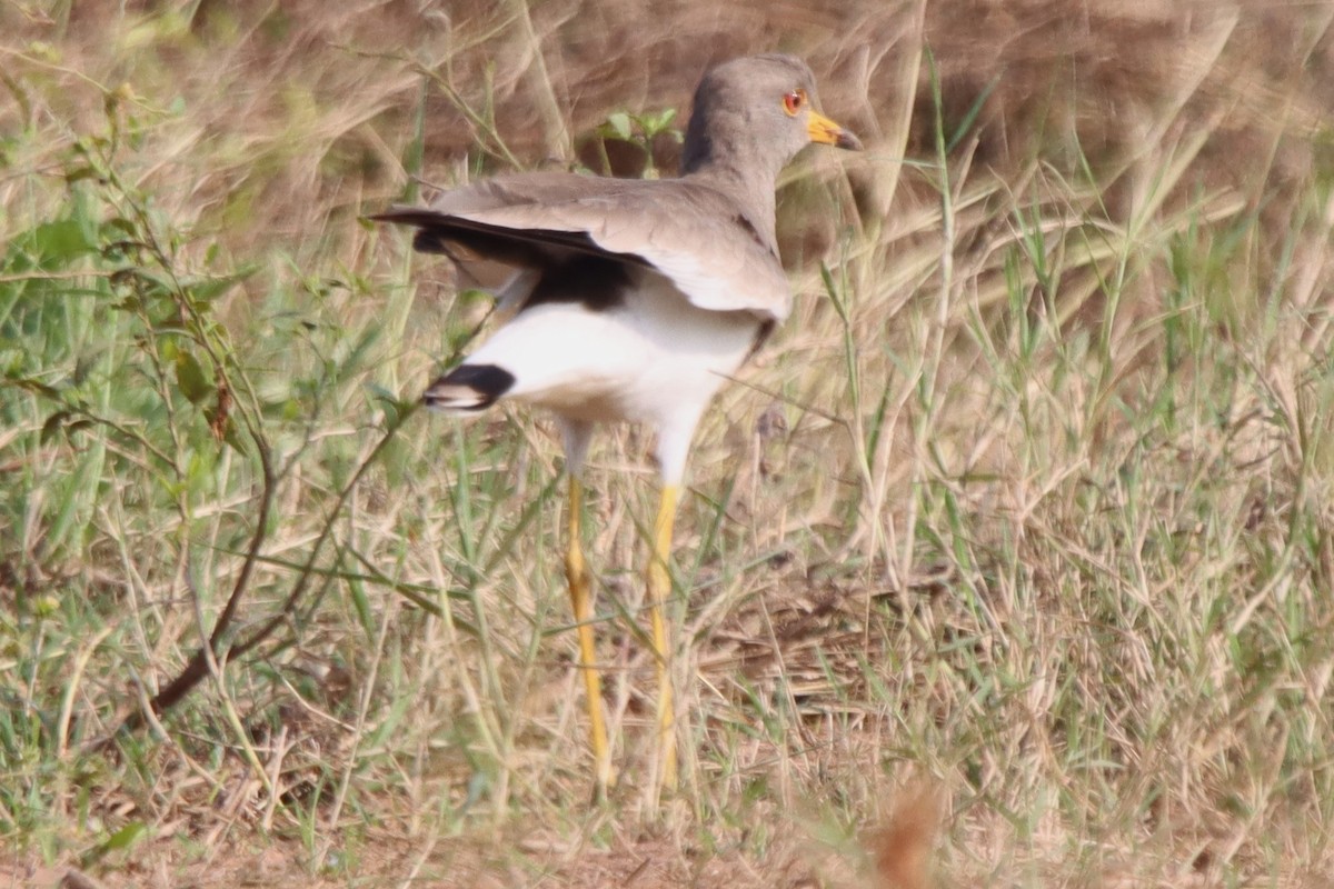 Gray-headed Lapwing - Ajay Sarvagnam