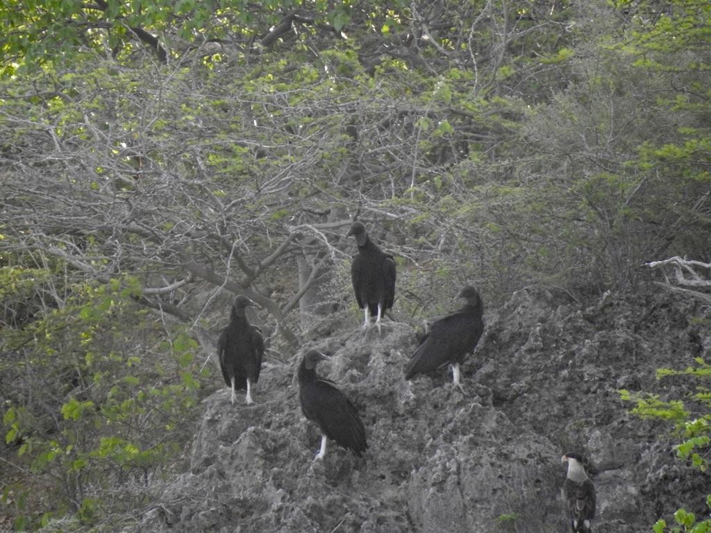Black Vulture - nelly rigot