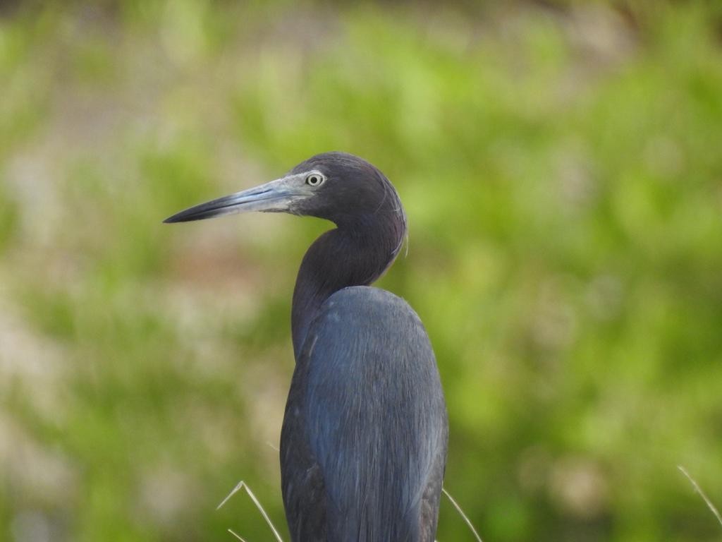 Little Blue Heron - ML610392559