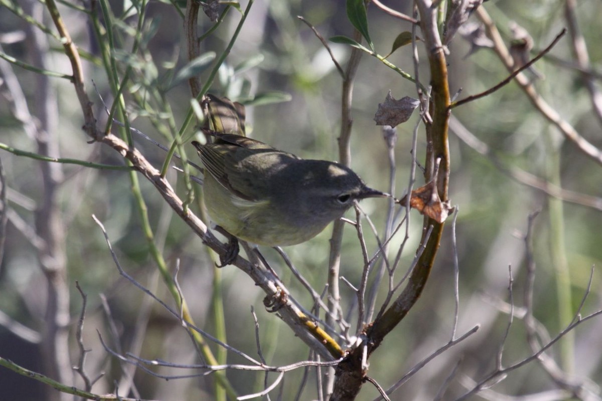 Orange-crowned Warbler - ML610392579