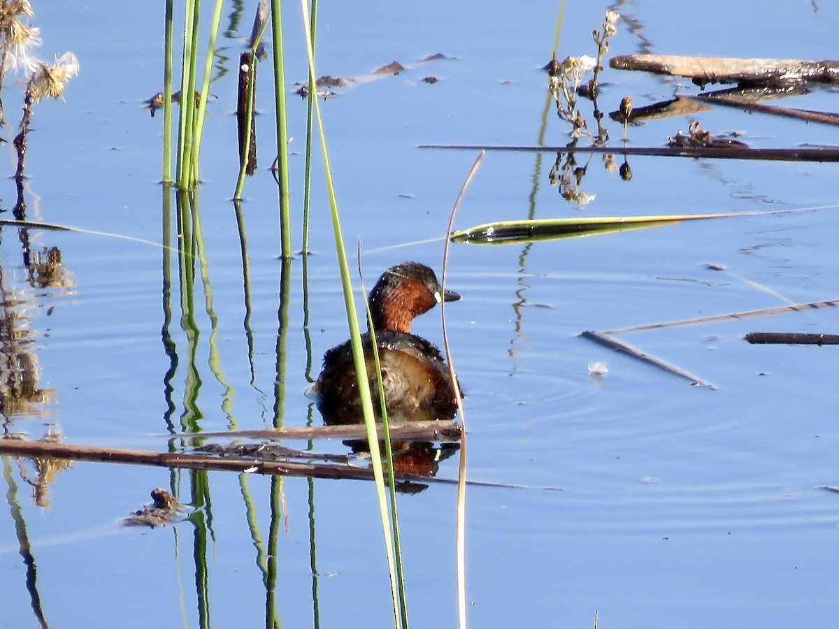 Little Grebe - ML610392619