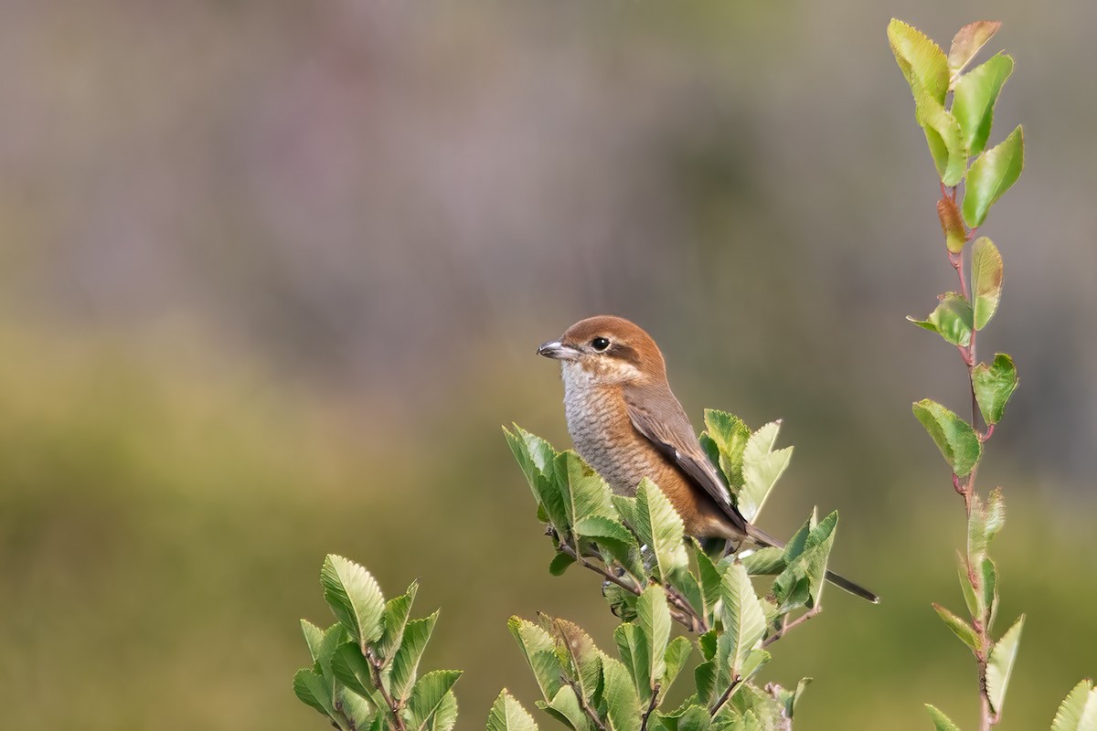 Bull-headed Shrike - Kalvin Chan