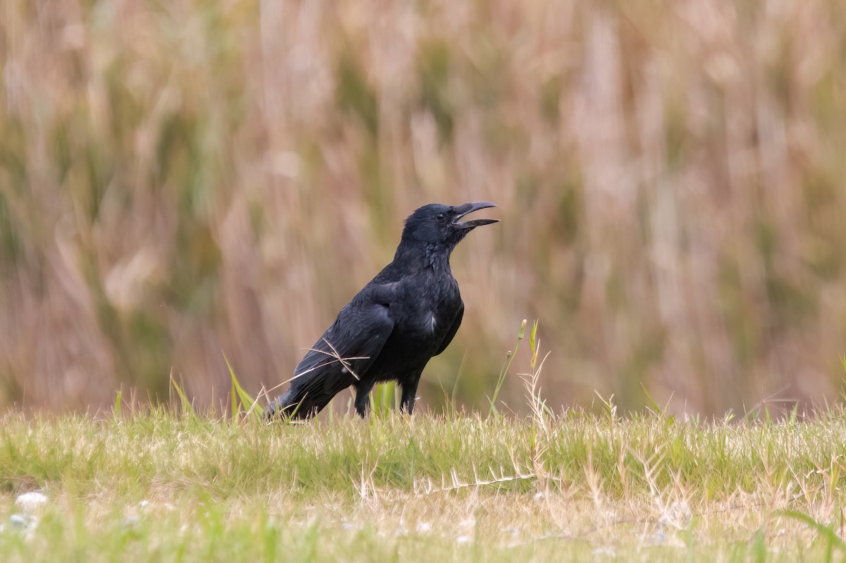 Carrion Crow - Kalvin Chan