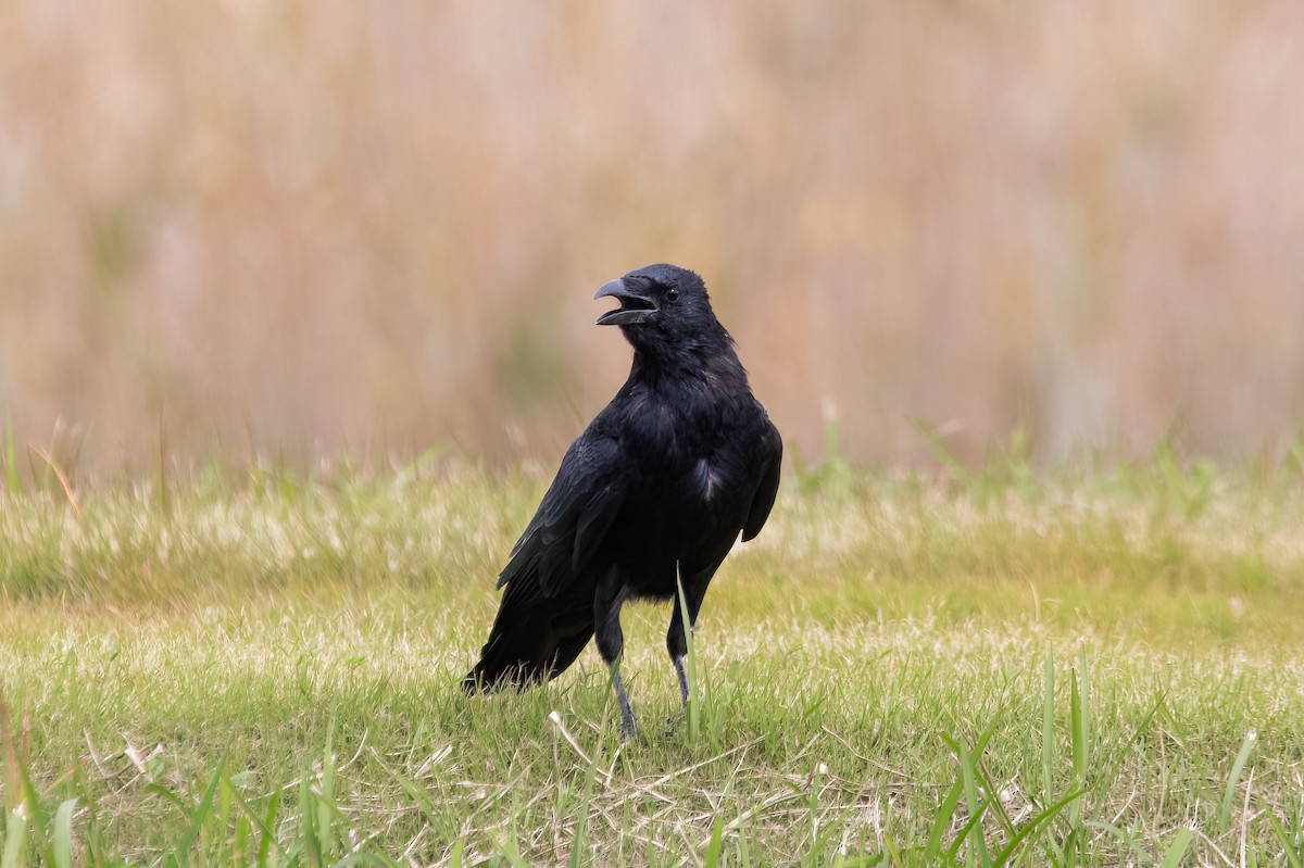 Carrion Crow - ML610392669