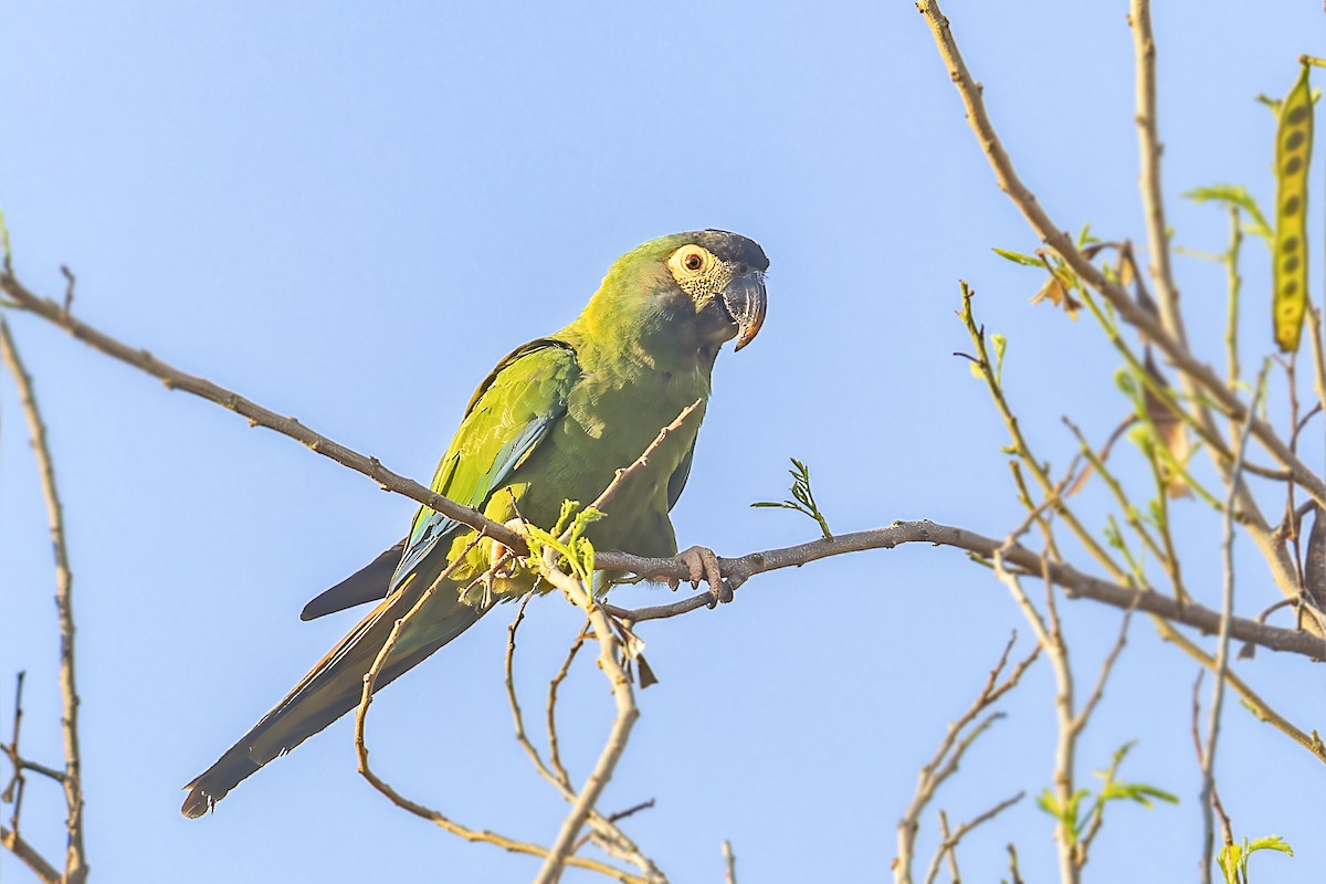 Yellow-collared Macaw - ML610392724