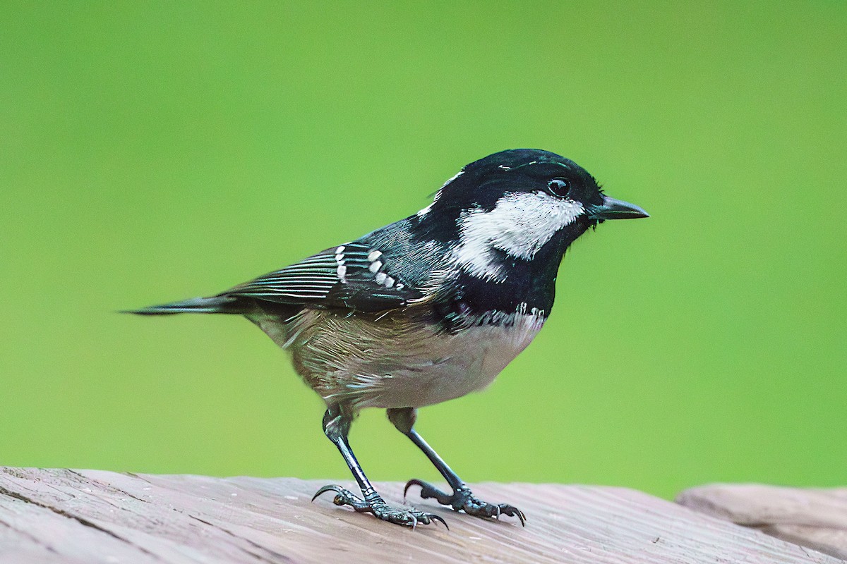 Coal Tit - ML610392944