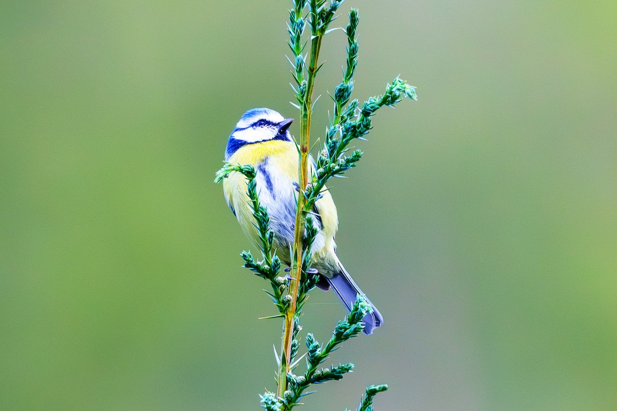 Eurasian Blue Tit - ML610392974