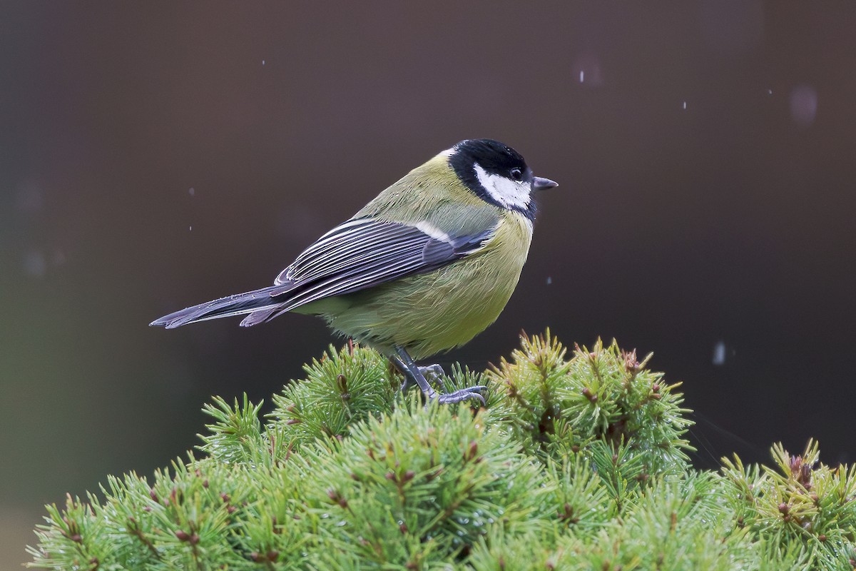 Great Tit - ML610392999