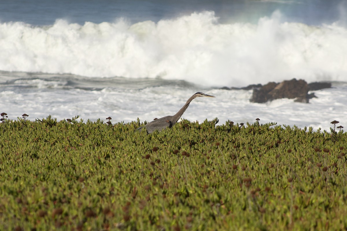 Great Blue Heron - ML610393040