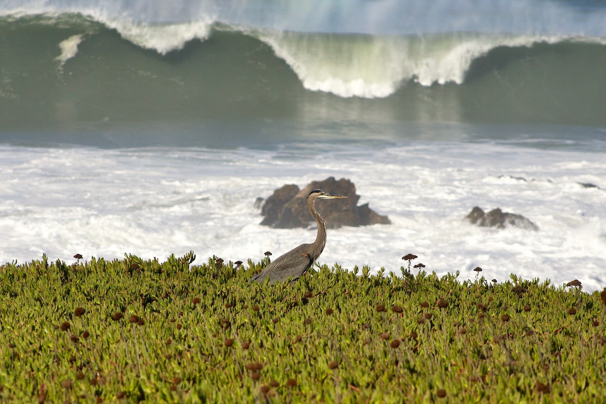 Great Blue Heron - ML610393041