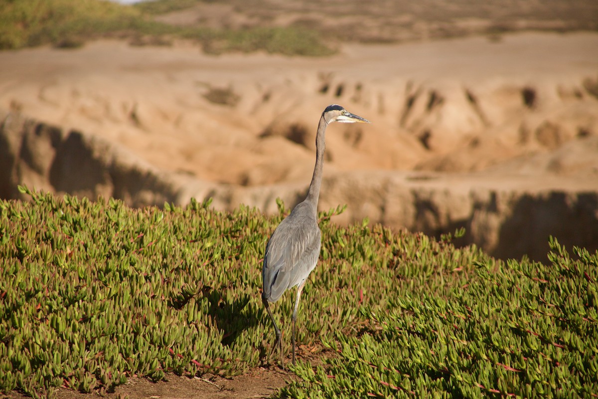 Great Blue Heron - ML610393042