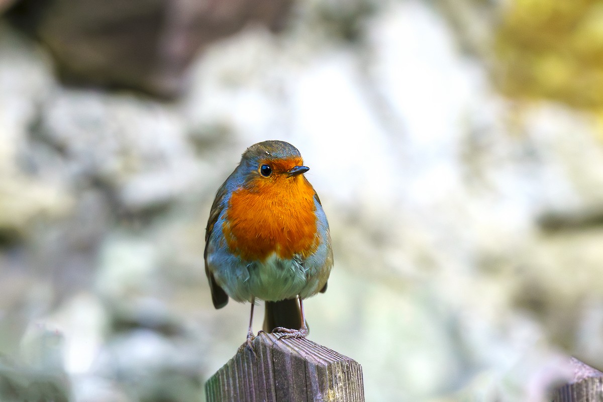 European Robin - ML610393053