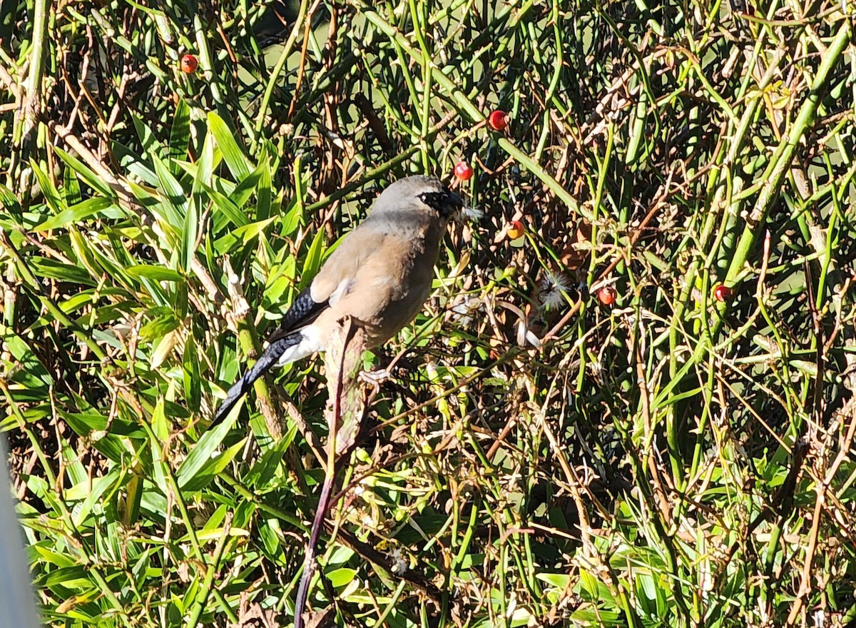 Taiwan Bullfinch - Tuck Hong Tang