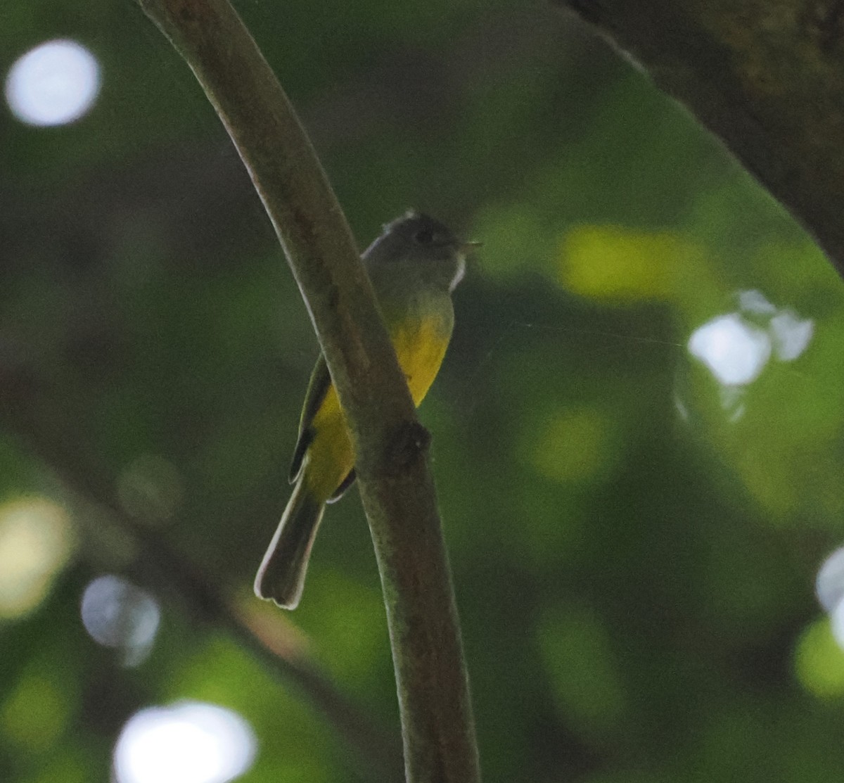 Gray-headed Canary-Flycatcher - Roshan Nepal