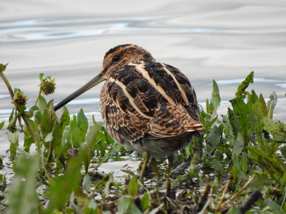 Common Snipe - ML610393063