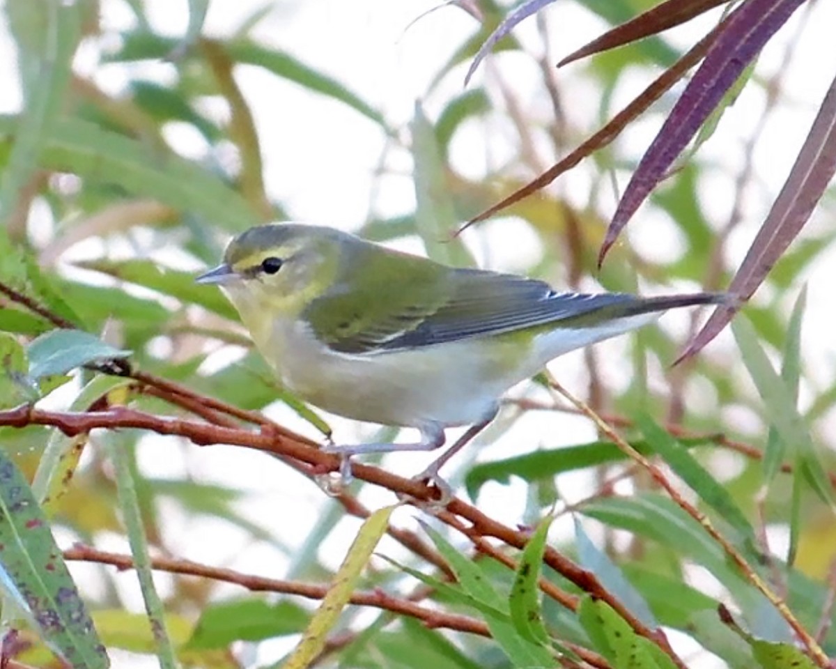 Tennessee Warbler - ML610393070