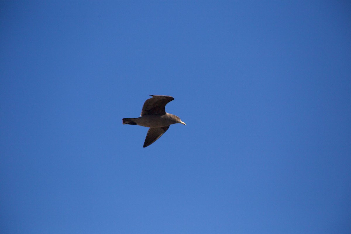 Heermann's Gull - Evan Appel