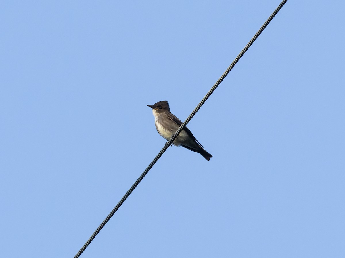 Olive-sided Flycatcher - ML610393108