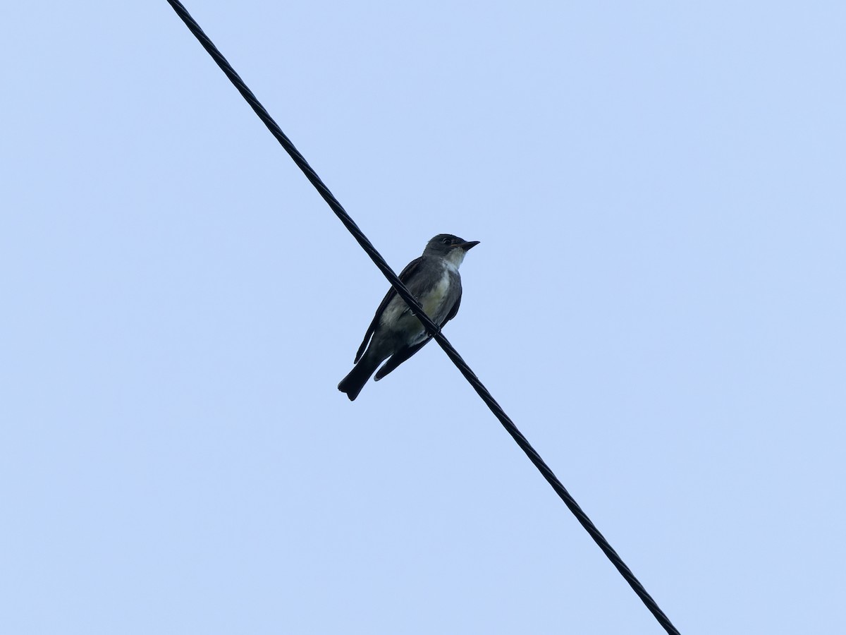 Olive-sided Flycatcher - ML610393114