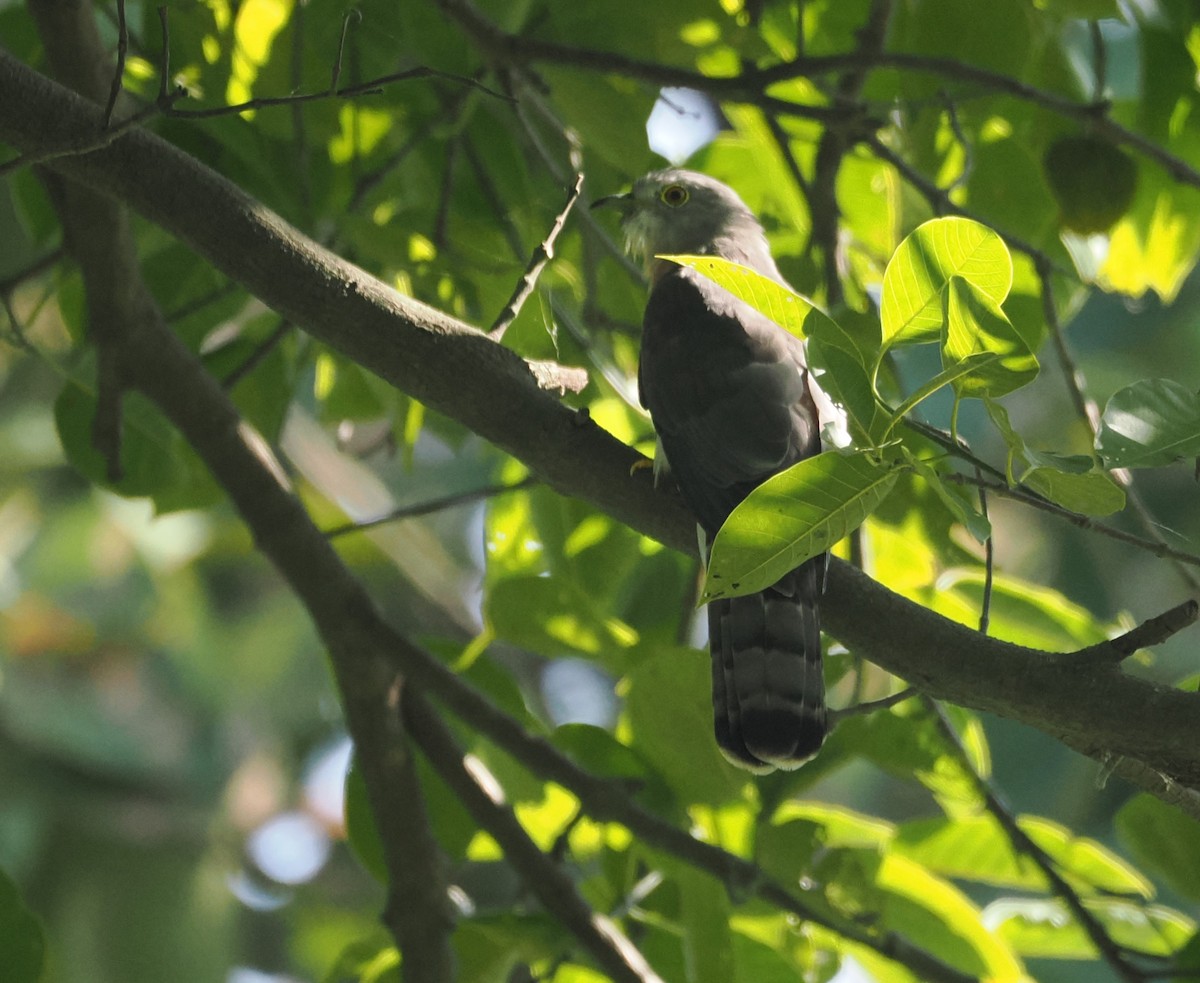 Common Hawk-Cuckoo - Roshan Nepal