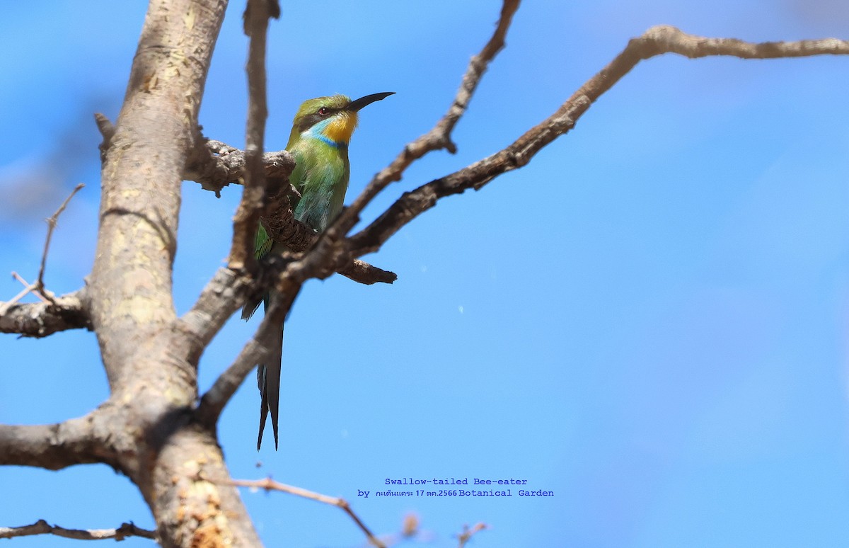 Swallow-tailed Bee-eater - ML610393154