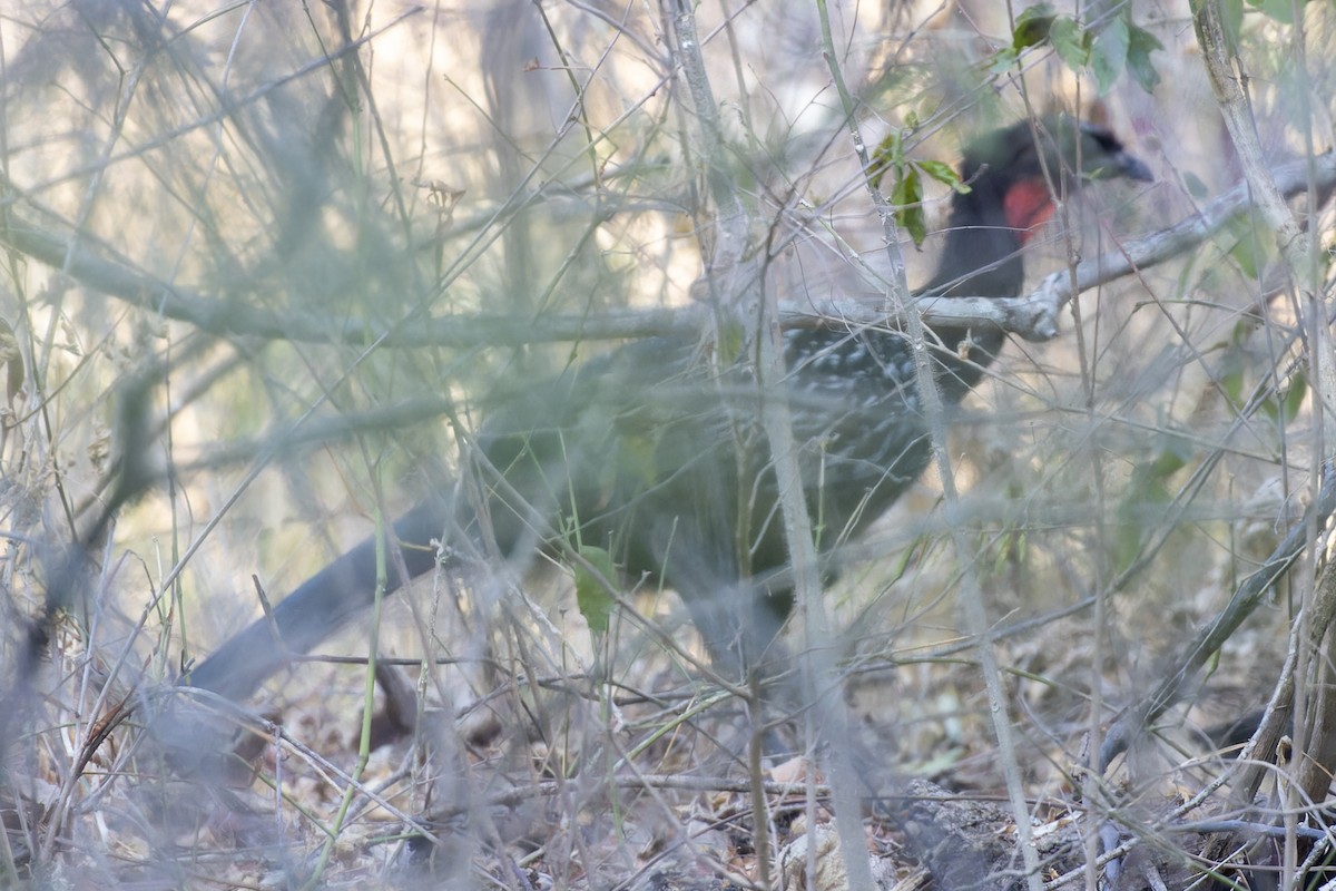 Yungas Guan - Bradley Hacker 🦜