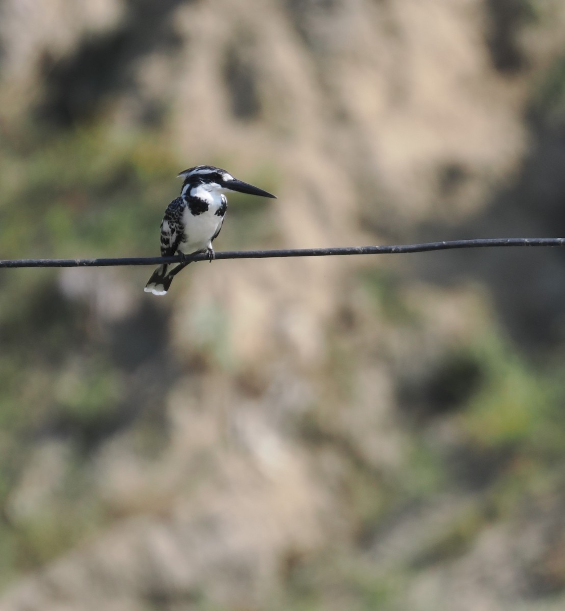 Pied Kingfisher - Roshan Nepal