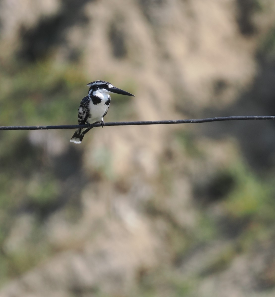 Pied Kingfisher - ML610393357