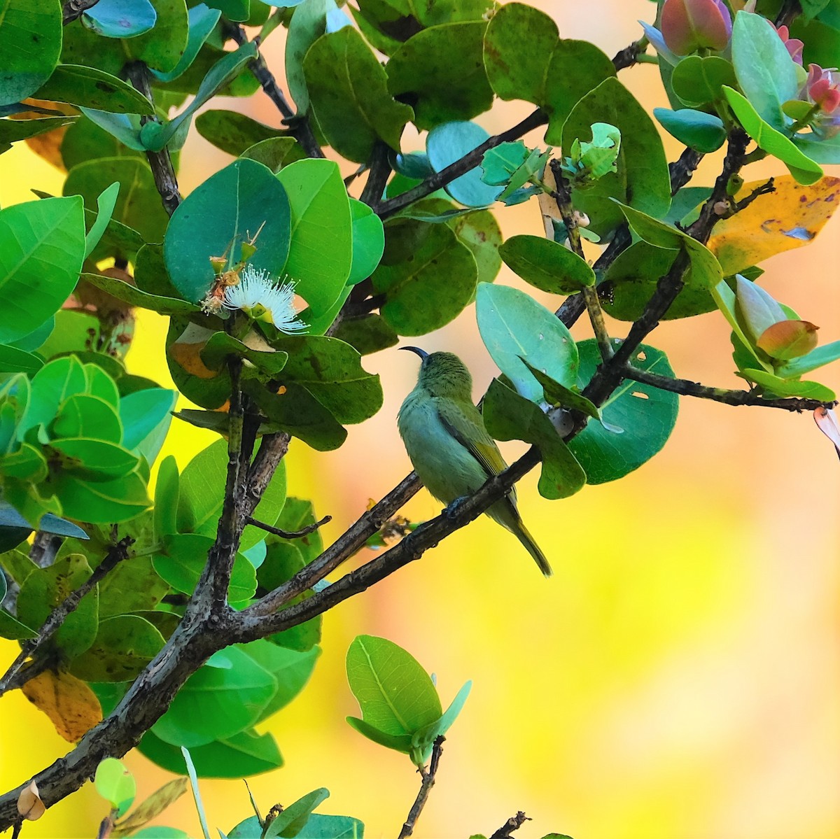 Forest Double-collared Sunbird - Andrew Dressel