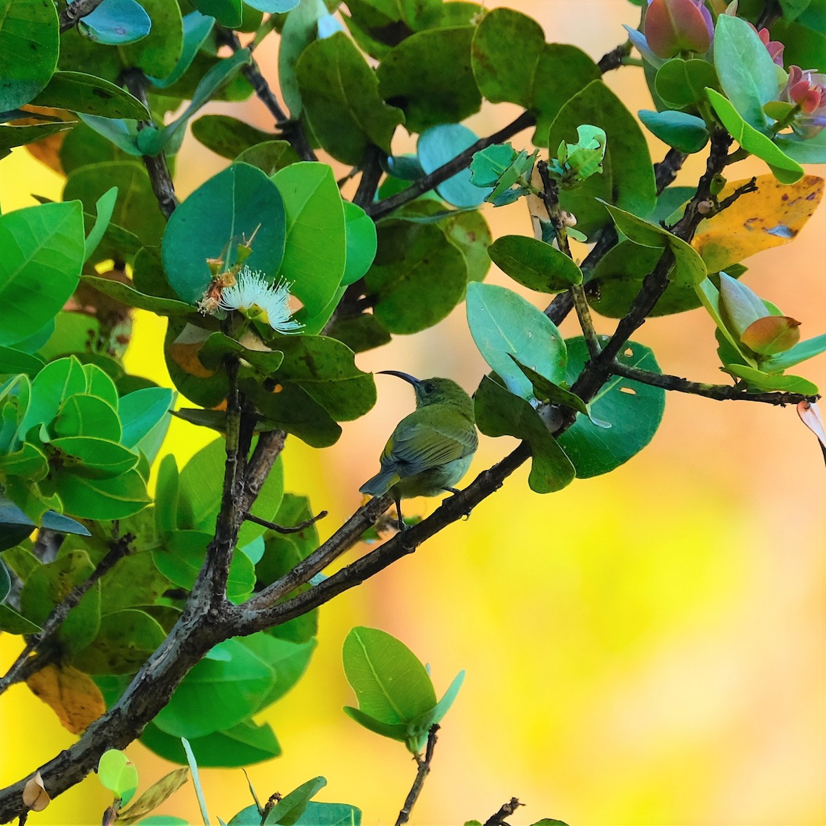 Forest Double-collared Sunbird - ML610393445