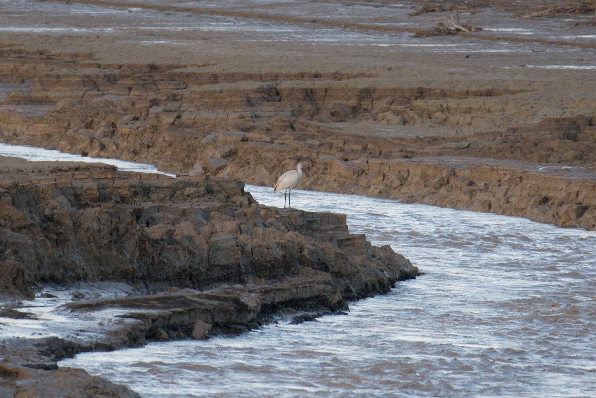 Eurasian Spoonbill - ML610393446